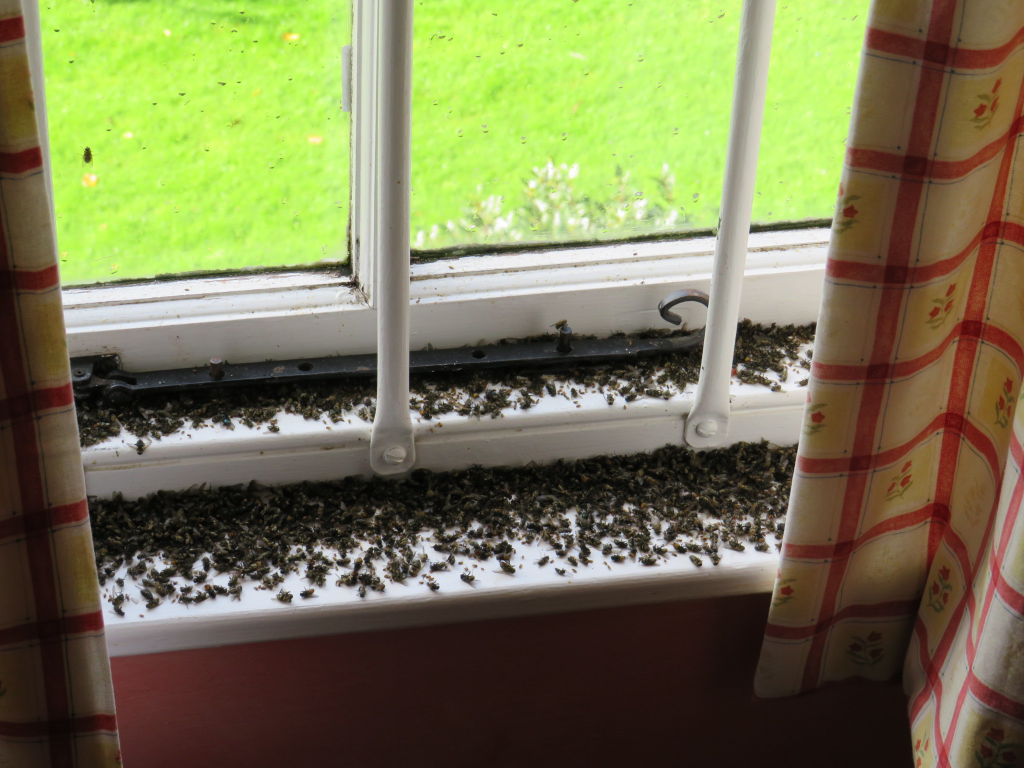 Cluster flies accumulated along a window frame and sill