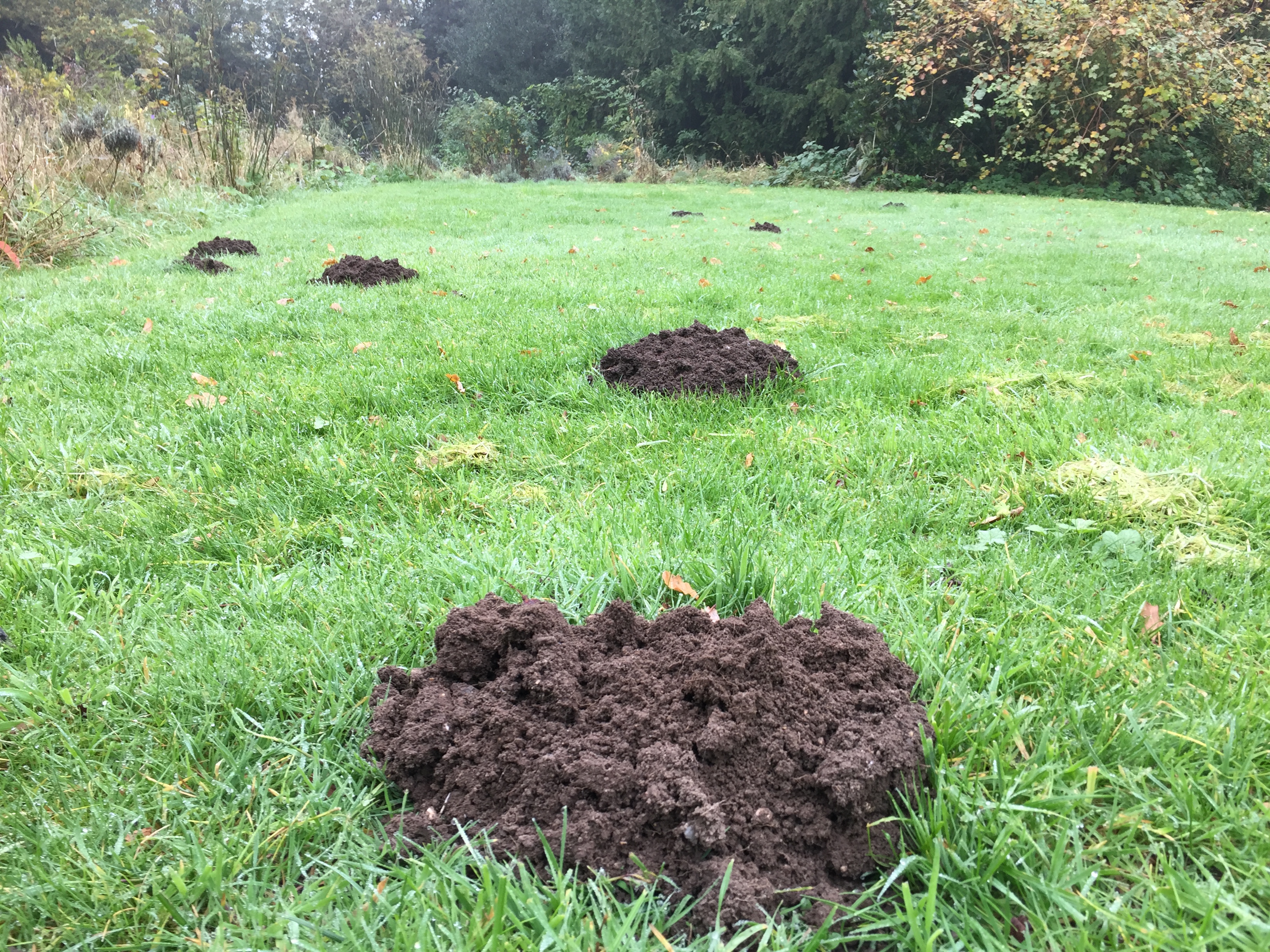 Mole Control in Hampshire, Bentley Environmental Mole Catcher
