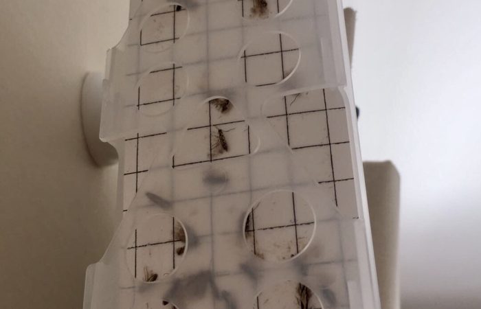 Moth Control Winchester & Andover - Bentley Environmental Pest Control Moth Control Winchester & Andover - Bentley Environmental Pest Control