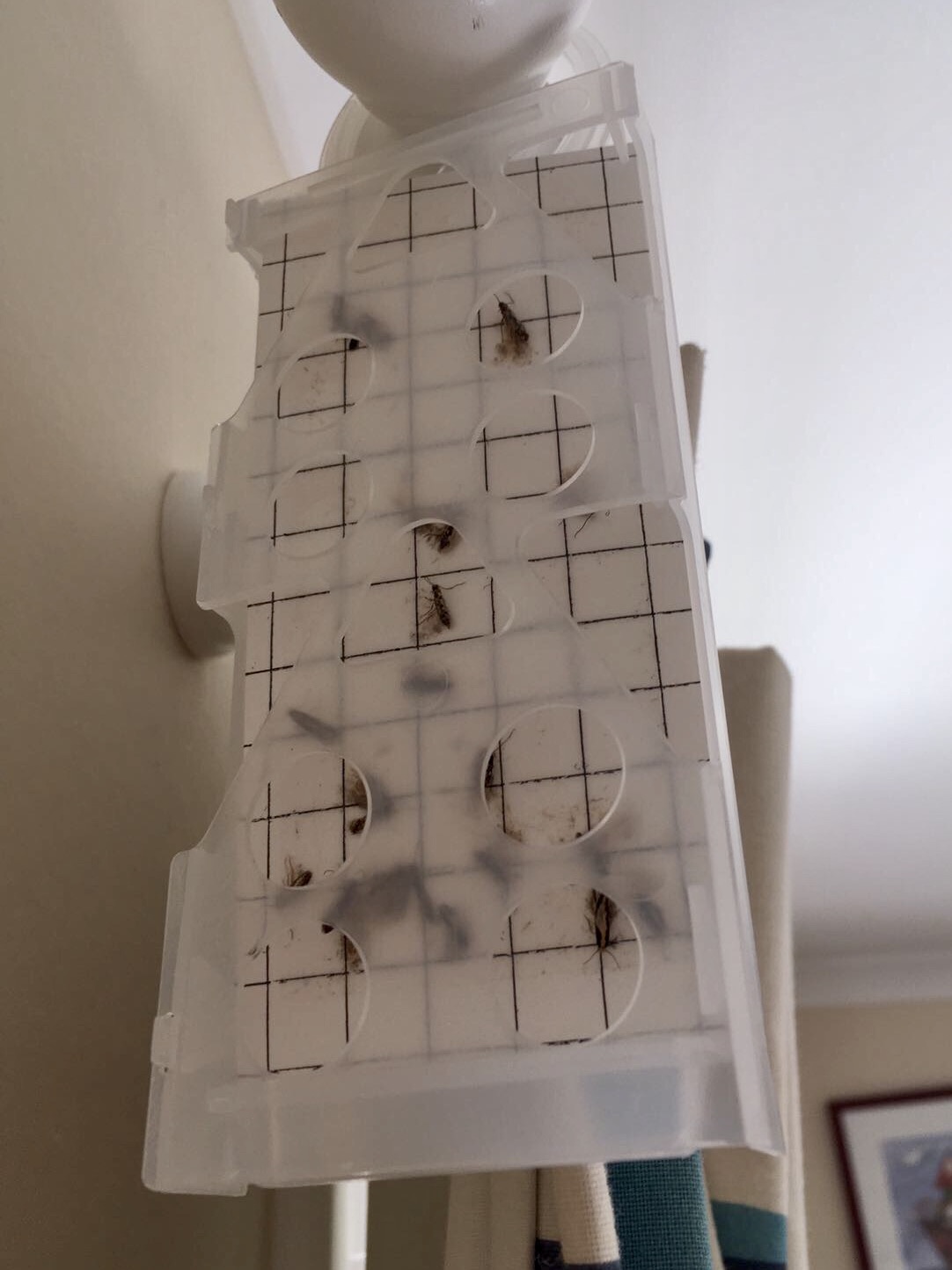Moth Control Winchester & Andover - Bentley Environmental Pest Control