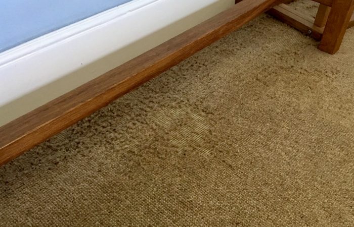 Carpet moth damage - pest control - Bentley environmental