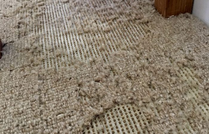 carpet damage - Bentley environmental - pest control