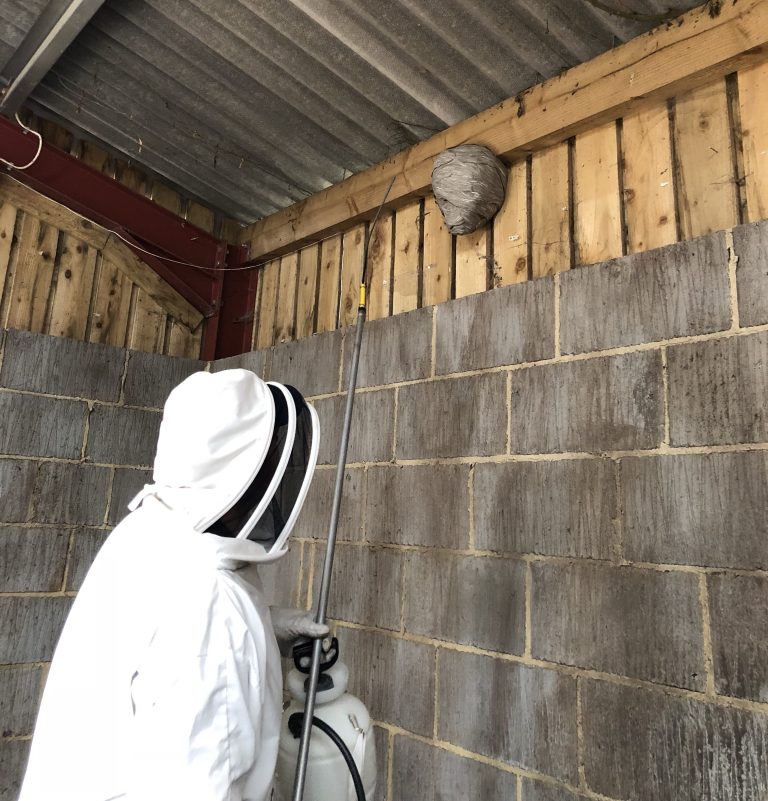 Wasp Nest Treatments in Andover - Bentley Environmental