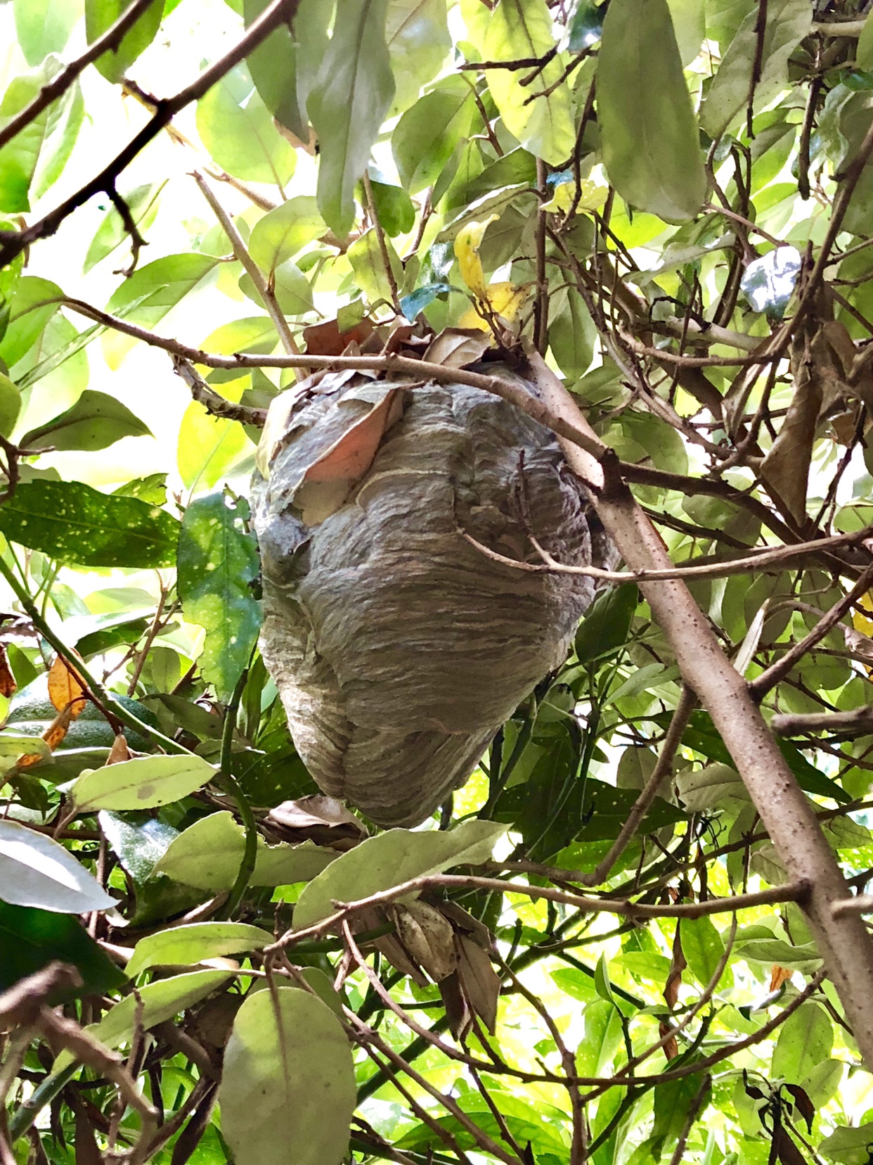 Median Wasp Nest - Bentley Environmental Pest Control - Hampshire