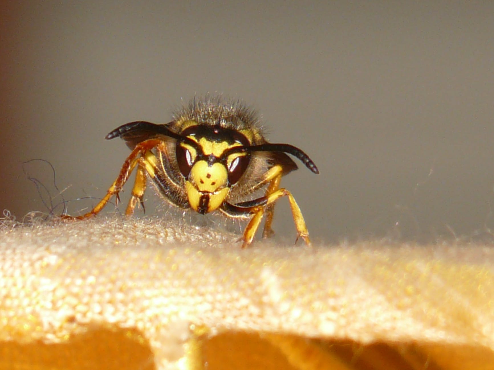 wasp close up - wasp nest treatments