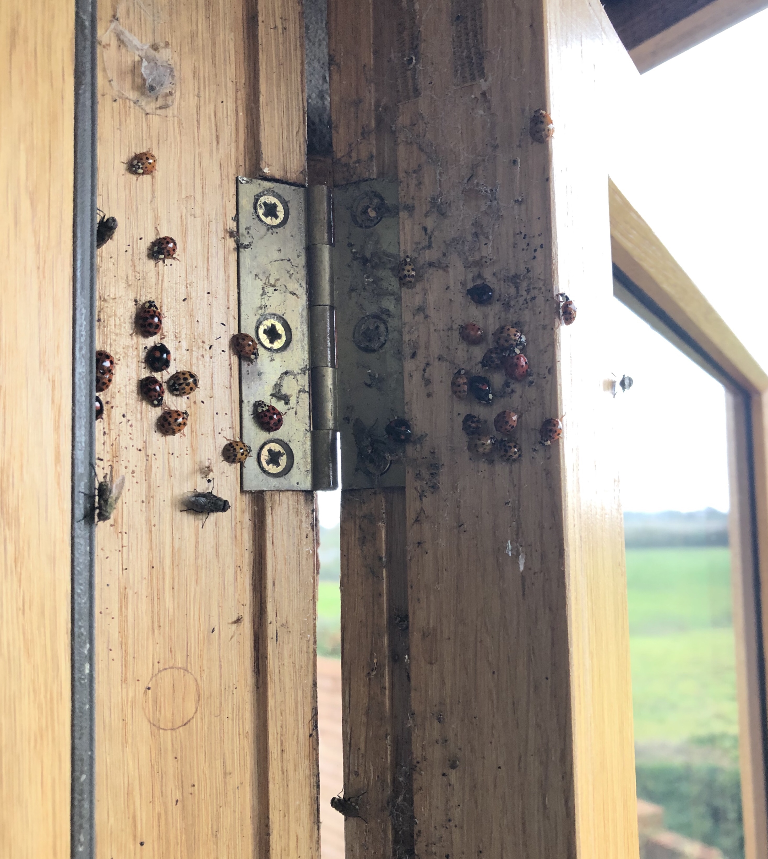 Ladybirds gathered inside the recess of a wooden window frame