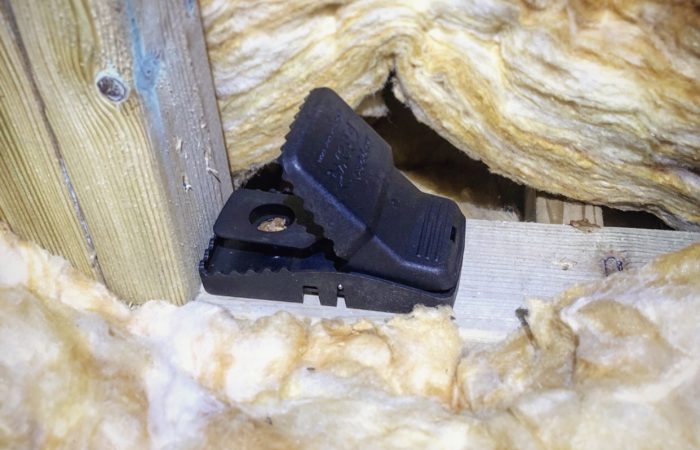 rat trap Bentley Environmental rat trapping in loft - local pest control