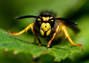 Wasp Nest Treatments - Bentley Environmental Pest Control