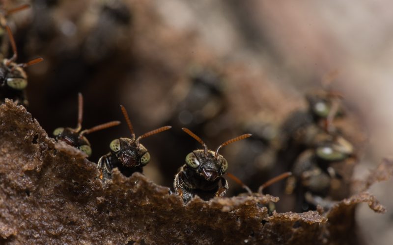Black ants close up peeking
