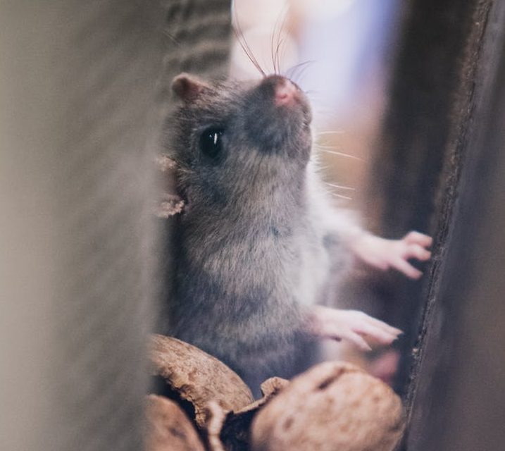 Bentley Environmental - Rodent Control in Winchester & Andover