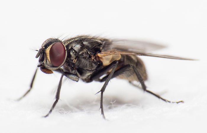 Fly Control - Get Rid Of Flies - Bentley Environmental