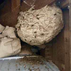 Wasp Nest Removal - Bentley Environmental Pest Control - Hampshire