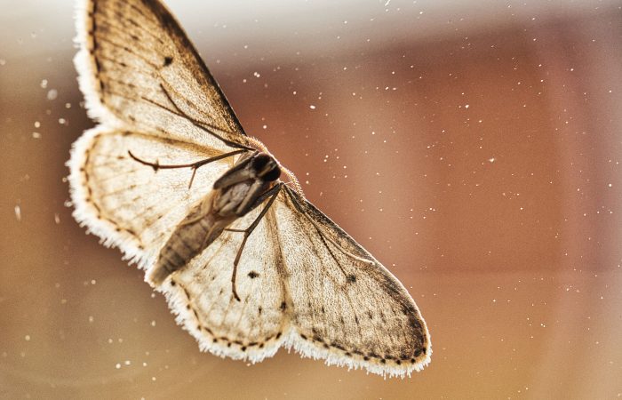 Moth control - Bentley Environmental - Pest Control