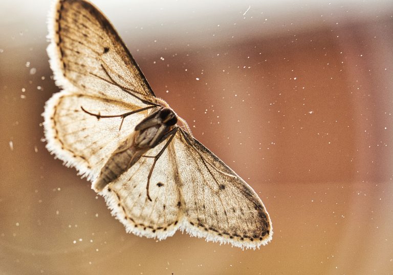 Moth control - Bentley Environmental - Pest Control