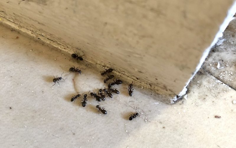 Get Rid Of Ants - Pest Control - Bentley Environmental Winchester, Hampshire