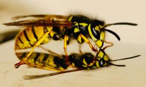 Wasp - Bentley Environmental Pest Control - Hampshire