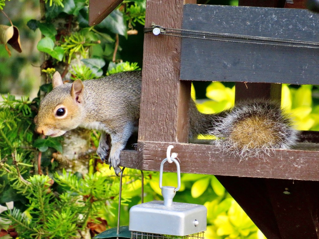 Grey squirrel beside a wooden garden feeder