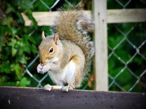 Squirrel eating peanuts on a garden bench