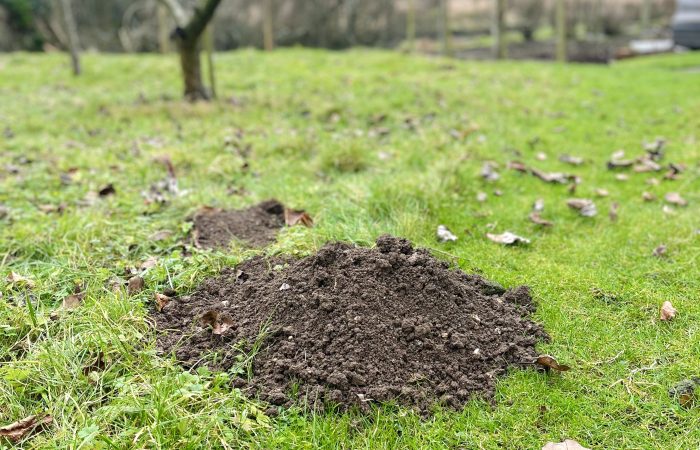 Mole control in orchard