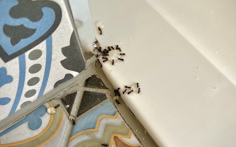 Bentley Environmental - Pest Services - Control Ants