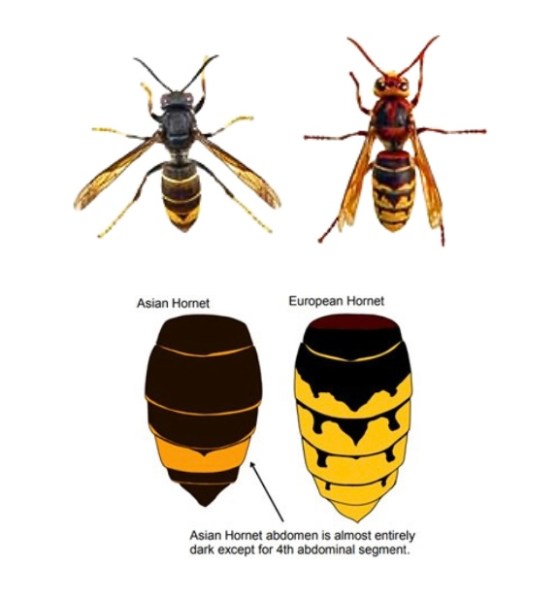 Asian hornet and European hornet comparison with abdomen differences noted through text