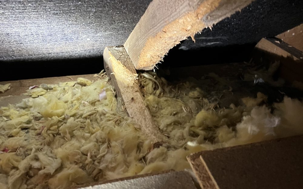 Roof timbers showing gnawing damage caused by squirrels